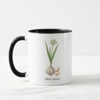 Botanical cup Allium sativum