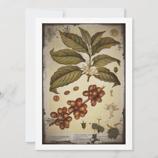 Botanical Drawing of Coffee Plant (Front)