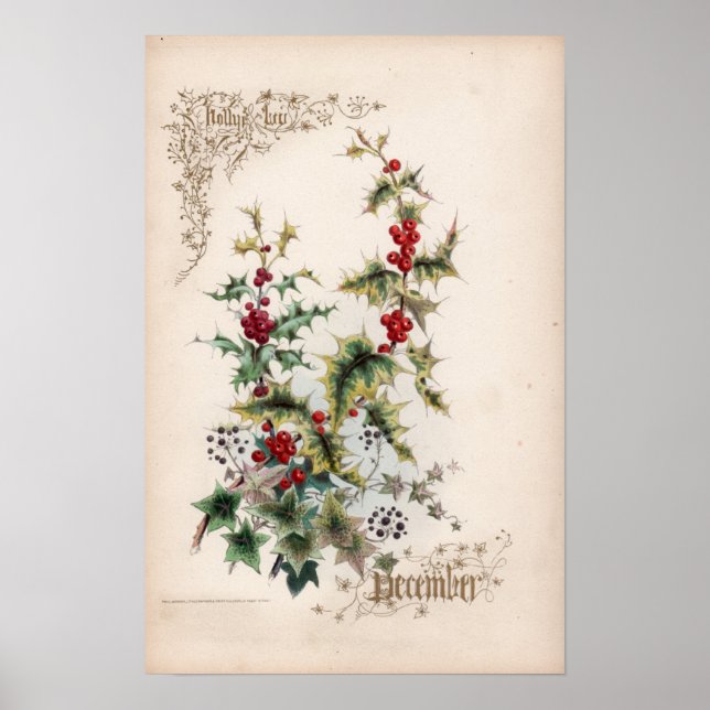 Botanical Engravings, December Poster (Front)