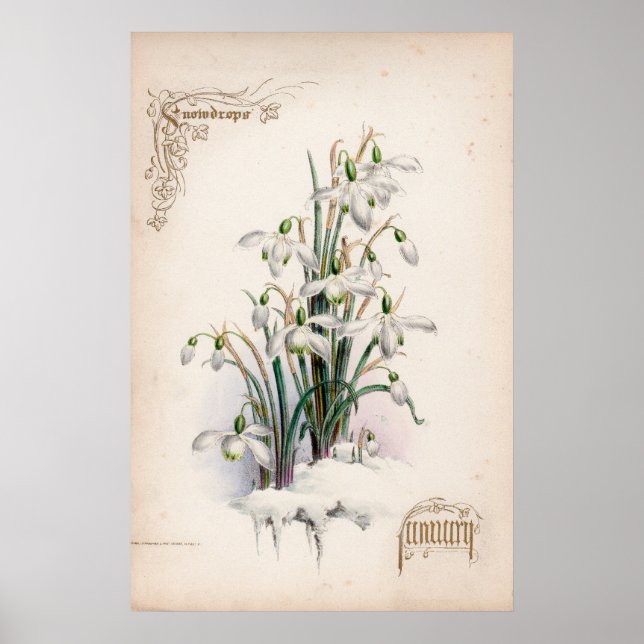 Botanical Engravings, January Poster (Front)