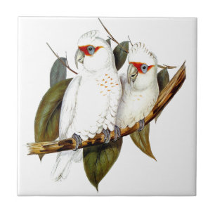 Botanical Exotic Wildlife Parrots Ceramic Tile