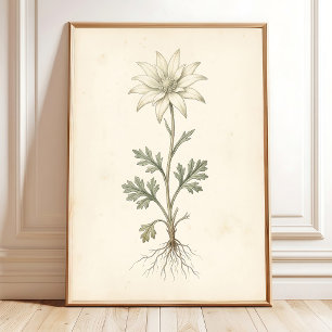 Botanical Flannel Flower Canvas Print Art
