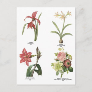 Botanical flower illustrations postcard