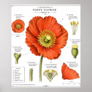 Botanical Flower Poster   Vintage Floral Art