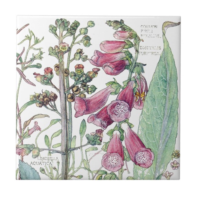 Botanical Foxglove Wildflower Flowers Tile