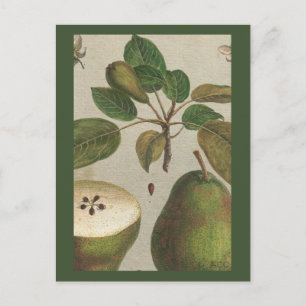 Botanical Fruit Pear Still Life Postcard