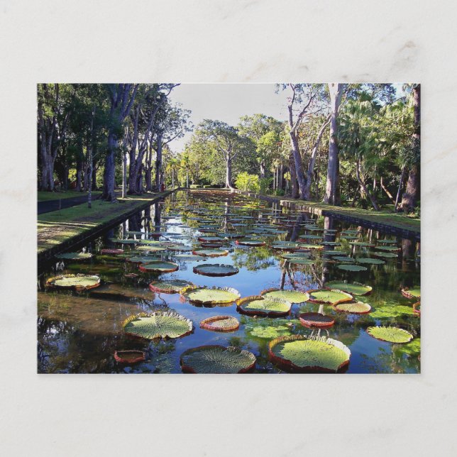 Botanical Garden Pamplemousses, Mauritius Island Postcard (Front)