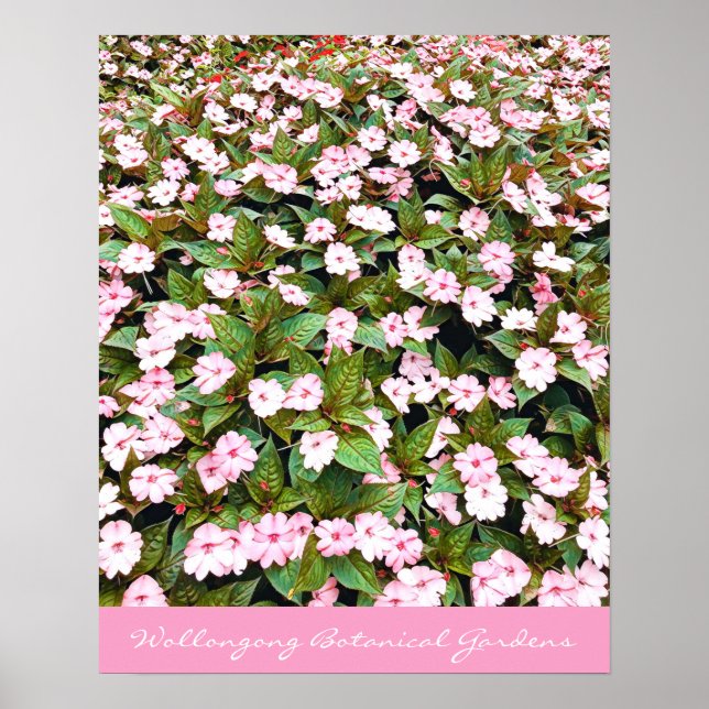 Botanical Gardens pink flowers NSW Poster (Front)