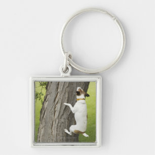 Botanical Gardens, Sydney, New South Wales, 4 Key Ring