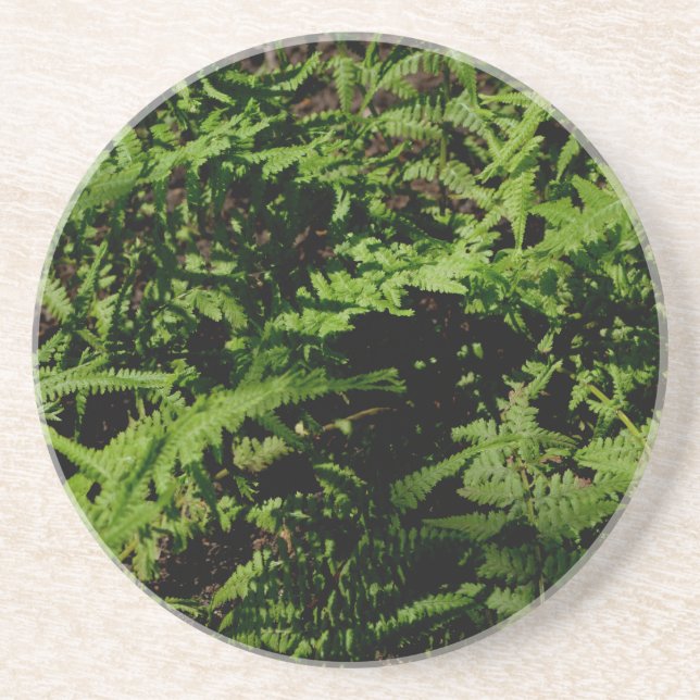 Botanical green Forest Floor Ferns Coaster (Front)