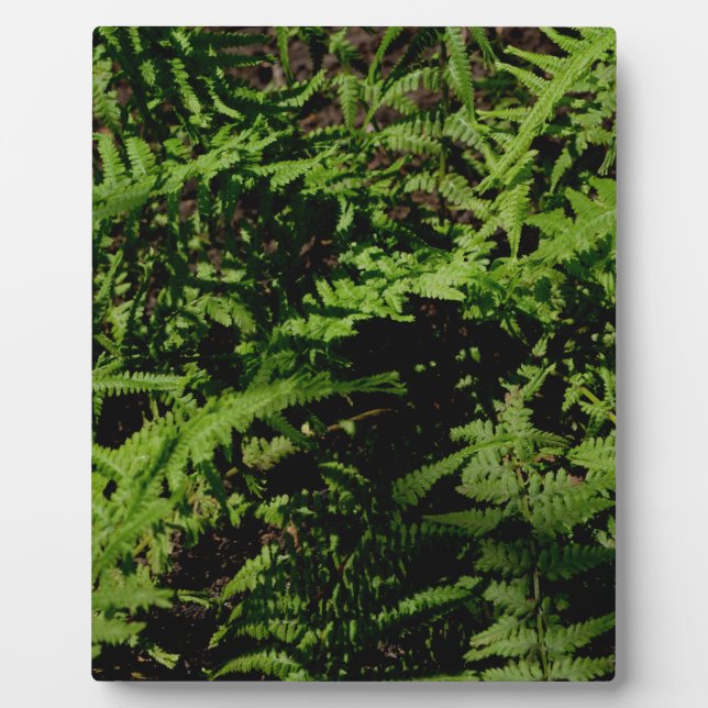 Botanical green Forest Floor Ferns Plaque (Front)