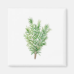 Botanical green plants garden kitchen rosemary magnet