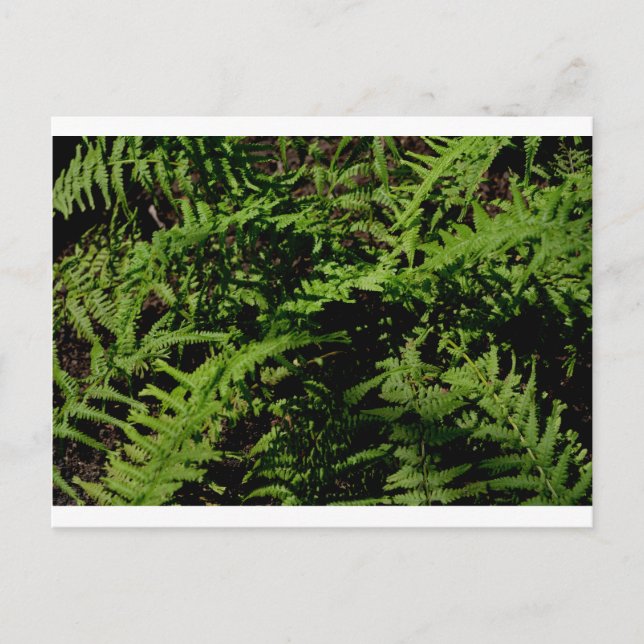botanical greenery Forest Floor Ferns Postcard (Front)