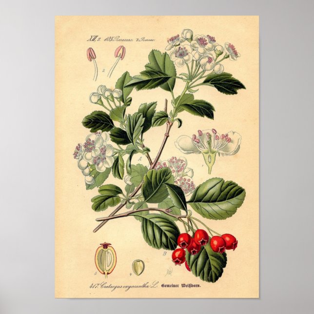 Botanical - Hawthorn Crataegus oxyacantha monogyna Poster (Front)