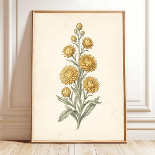 Botanical Helichrysum Vintage Art Print