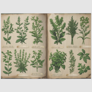 Botanical Herbarium Decoupage Vintage Ferns, Tissue Paper