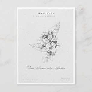 Botanical Illustration 5 'The Awakening of Spring' Postcard