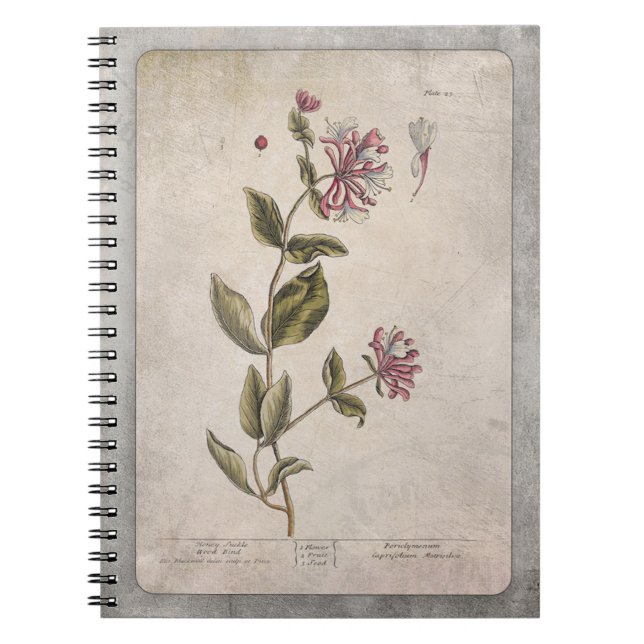Botanical Illustration Notebook - Honeysuckle (Front)