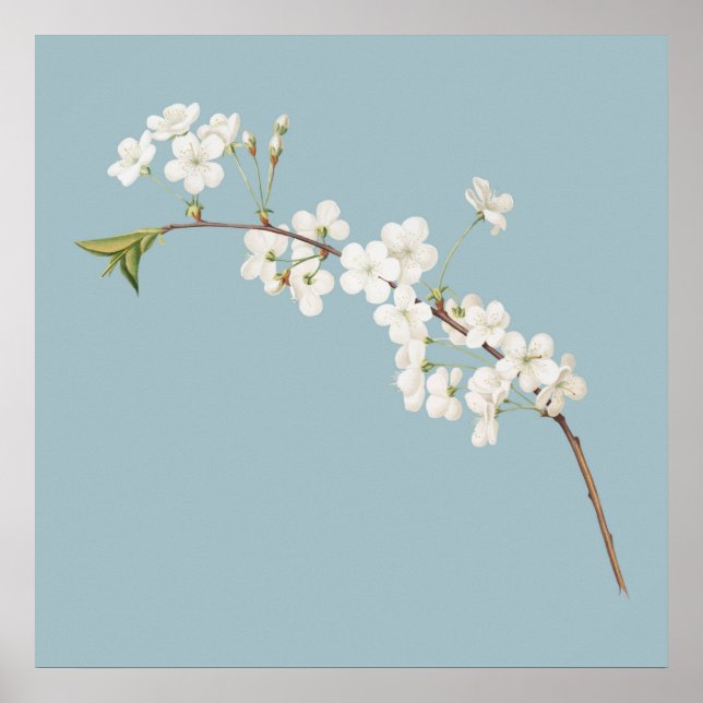 Botanical Illustration Poster (Front)