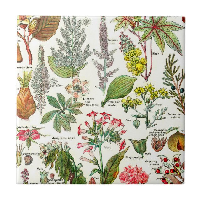 Botanical Illustrations  Ceramic Tile (Front)