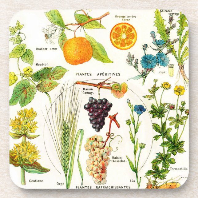 Botanical Illustrations - Larousse Plants Coaster (Front)