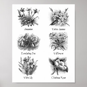 Botanical illustrations poster