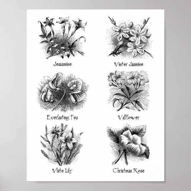 Botanical illustrations poster (Front)