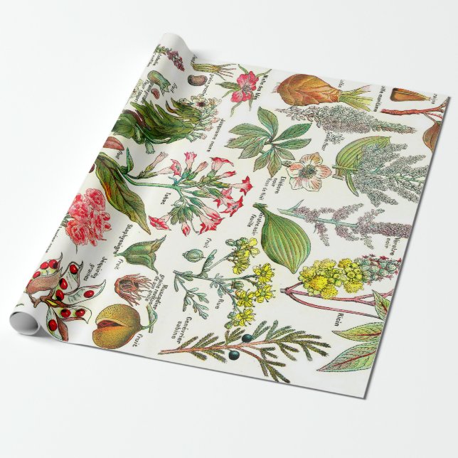 Botanical Illustrations Wrapping Paper (Unrolled)