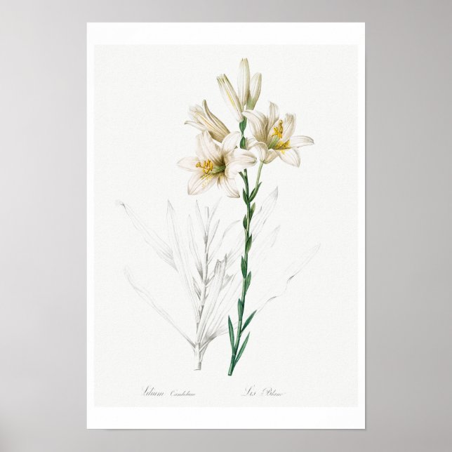 BOTANICAL "MADONNA LILY" REDOUTÉ POSTER (Front)