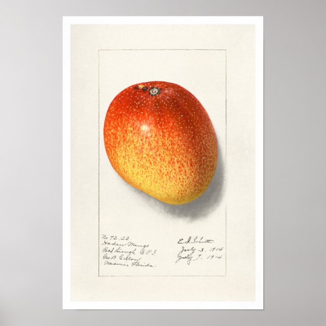 BOTANICAL "MANGO" AMANDA ALMIRA NEWTON POSTER (Front)