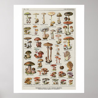 Botanical Mushrooms Chart