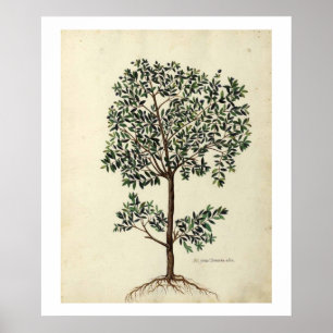 Botanical olive tree poster