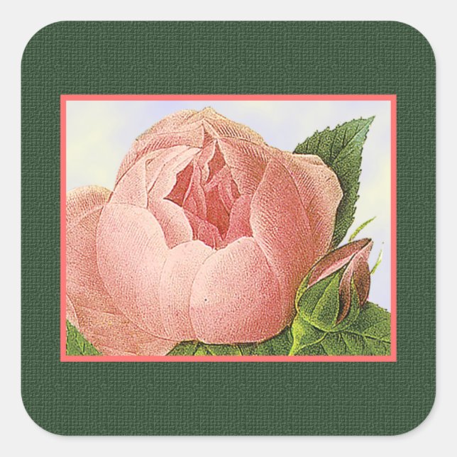 Botanical Pink Cabbage Rose Sticker (Front)