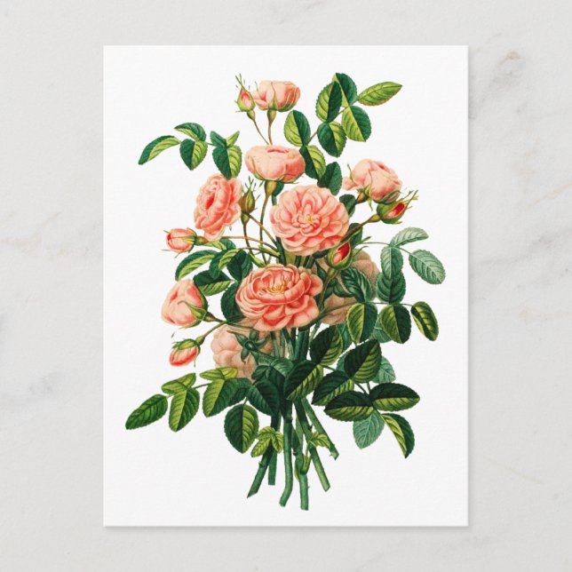 Botanical Pink Peony Bokeh Postcard (Front)
