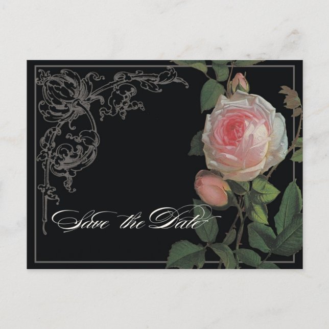 Botanical Pink Rose, Black Save the Date Postcard (Front)