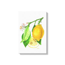 Botanical plate: lemon 'Limonier ferraris'