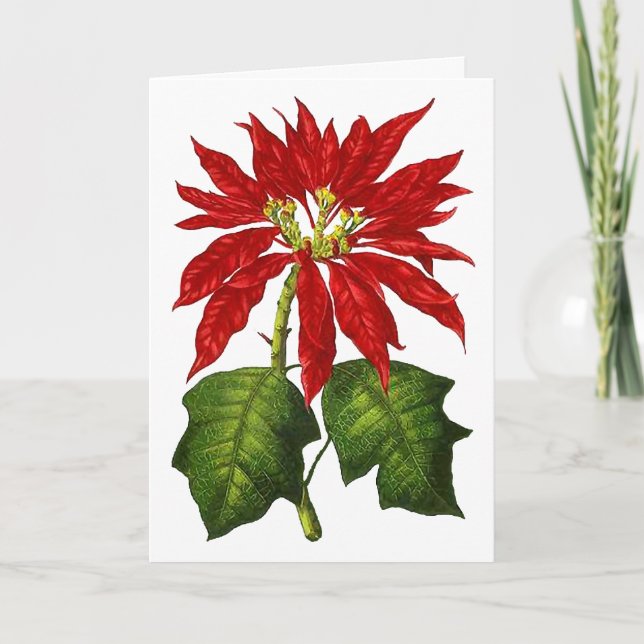 Botanical Poinsettia Greeting Card (Front)