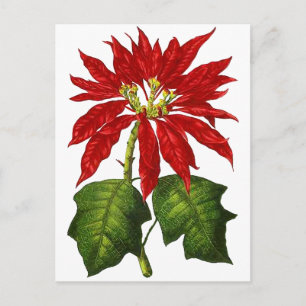 Botanical Poinsettia Postcard