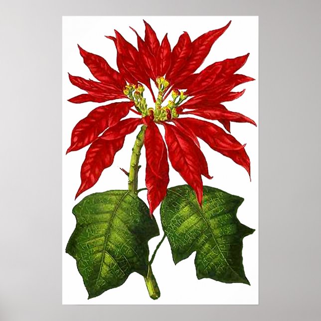 Botanical Poinsettia Print (Front)