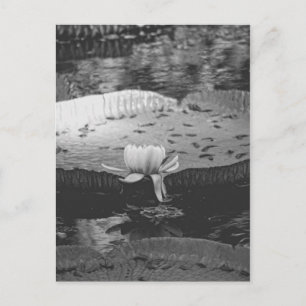 Botanical Postcard