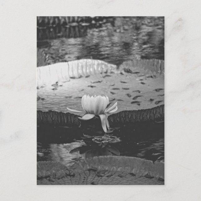 Botanical Postcard (Front)