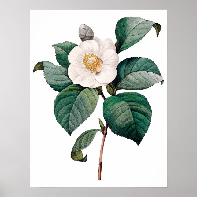 Botanical PREMIUM QUALITY print of camellia (Front)