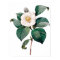 Botanical PREMIUM QUALITY print of camellia