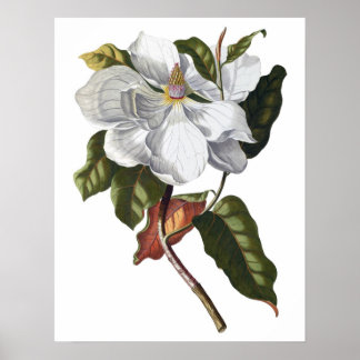 Botanical PREMIUM QUALITY print of magnolia