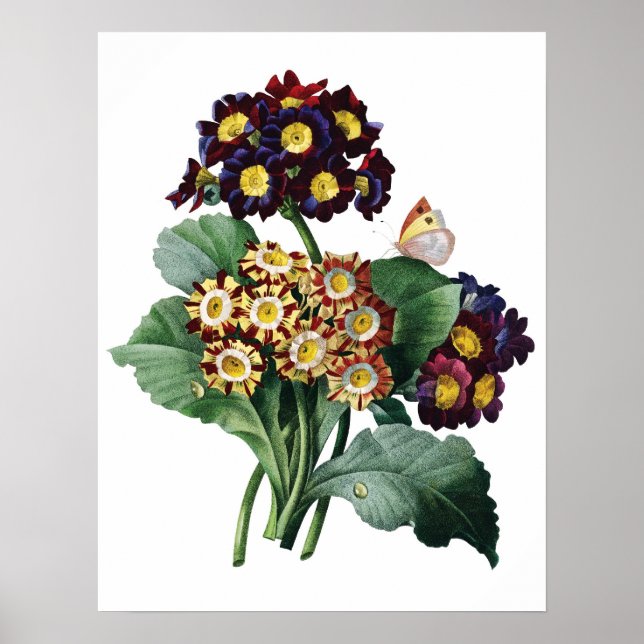 Botanical PREMIUM QUALITY print of primula (Front)