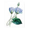 Botanical PREMIUM QUALITY print of water lilies