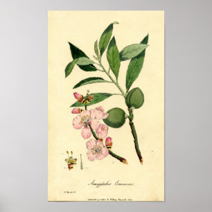 Botanical Print Almond (amygdalus communis)