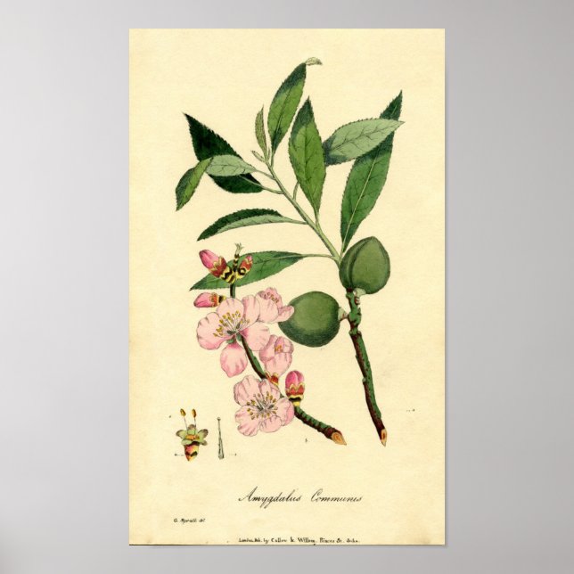 Botanical Print Almond (amygdalus communis) (Front)