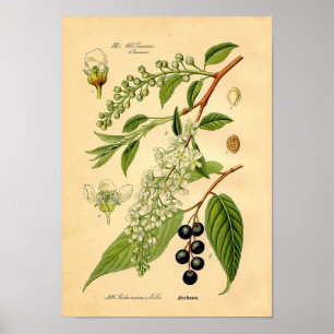Botanical Print - Bird Cherry (Padus avium)