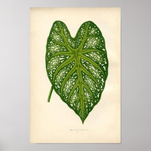 Botanical Print - Caladium Leaf